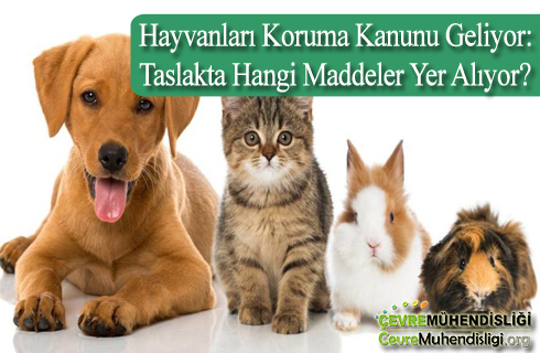 hayvanlari koruma kanunu geliyor