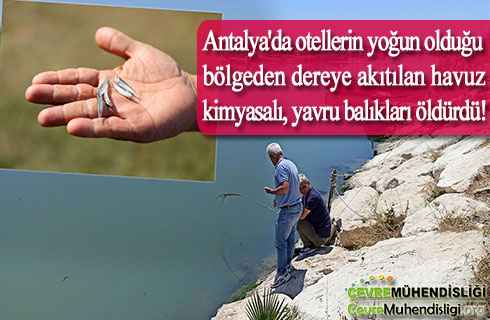 Antalya'da otellerin yoğun olduğu bölgeden dereye akıtılan havuz kimyasalı, yavru balıkları öldürdü!