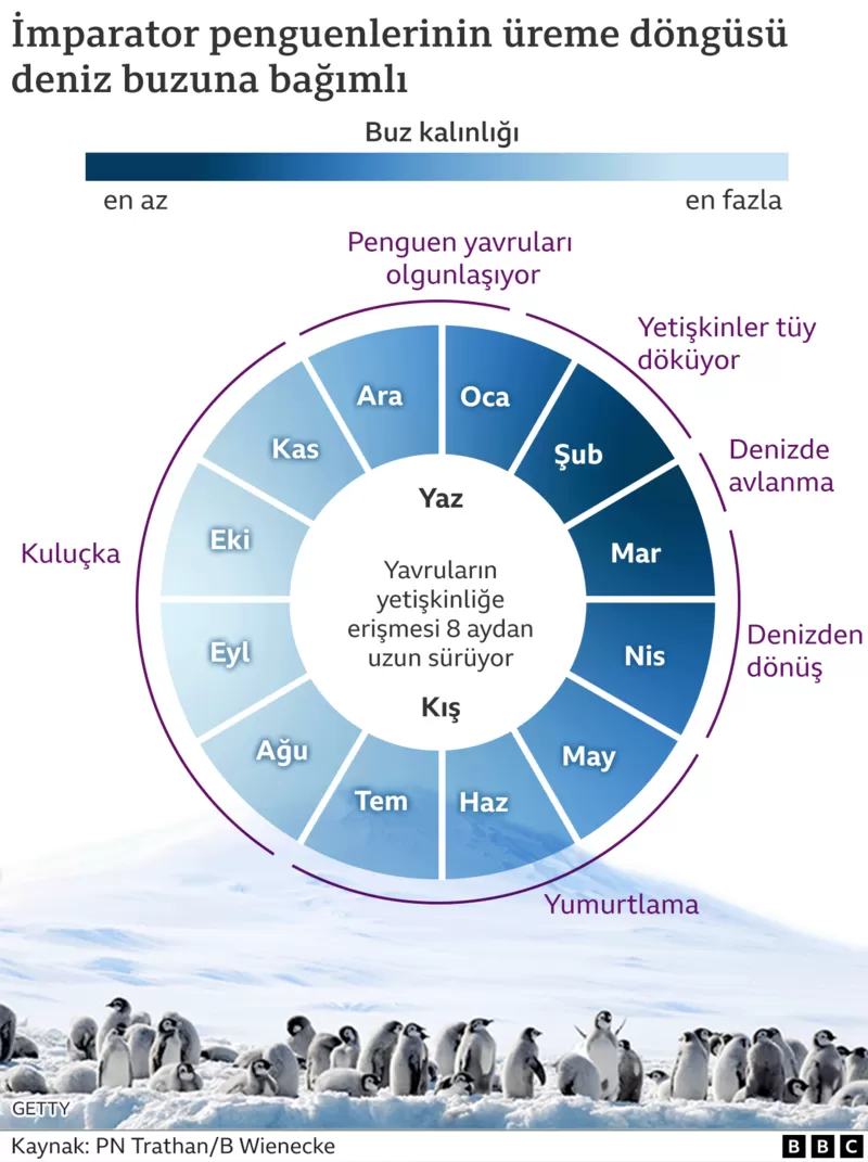 penguenler 3