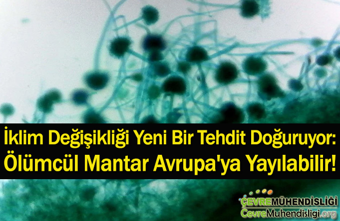 İklim Değişikliği Yeni Bir Tehdit Doğuruyor: Ölümcül Mantar Avrupa'ya Yayılabilir!