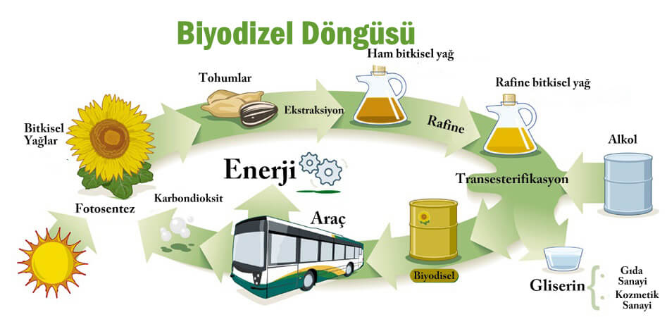 biyodize-dongusu